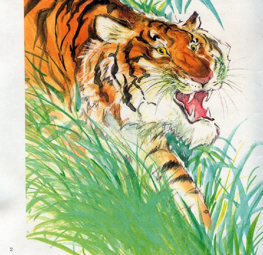 The Pussycat Tiger (04),绘本,绘本故事,绘本阅读,故事书,童书,图画书,课外阅读